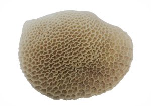 Honey Comb
