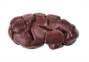 Kidney