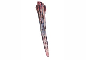 Tail